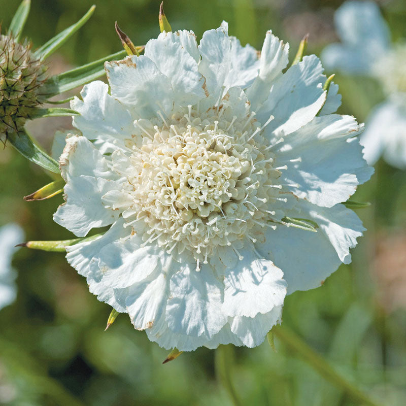 Scabiosa Fama White Seed