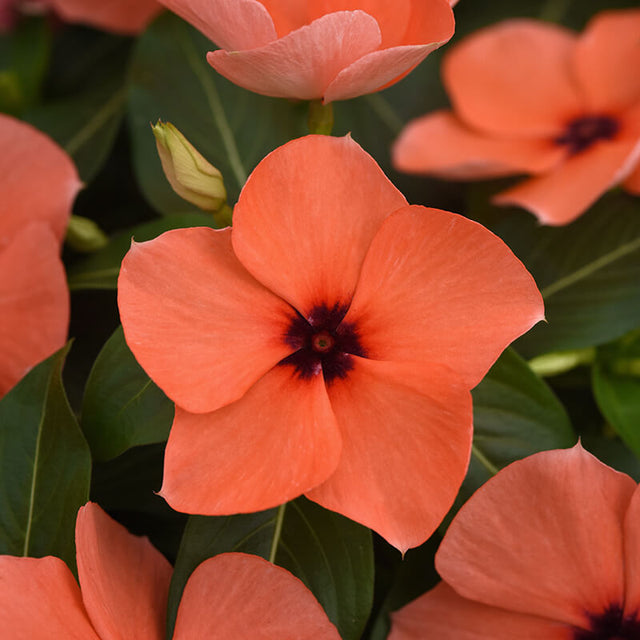 Vinca Tattoo Orange Seed