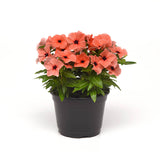 Vinca Tattoo Orange Seed