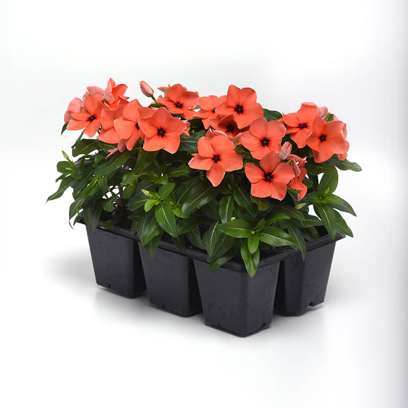 Vinca Tattoo Orange Seed