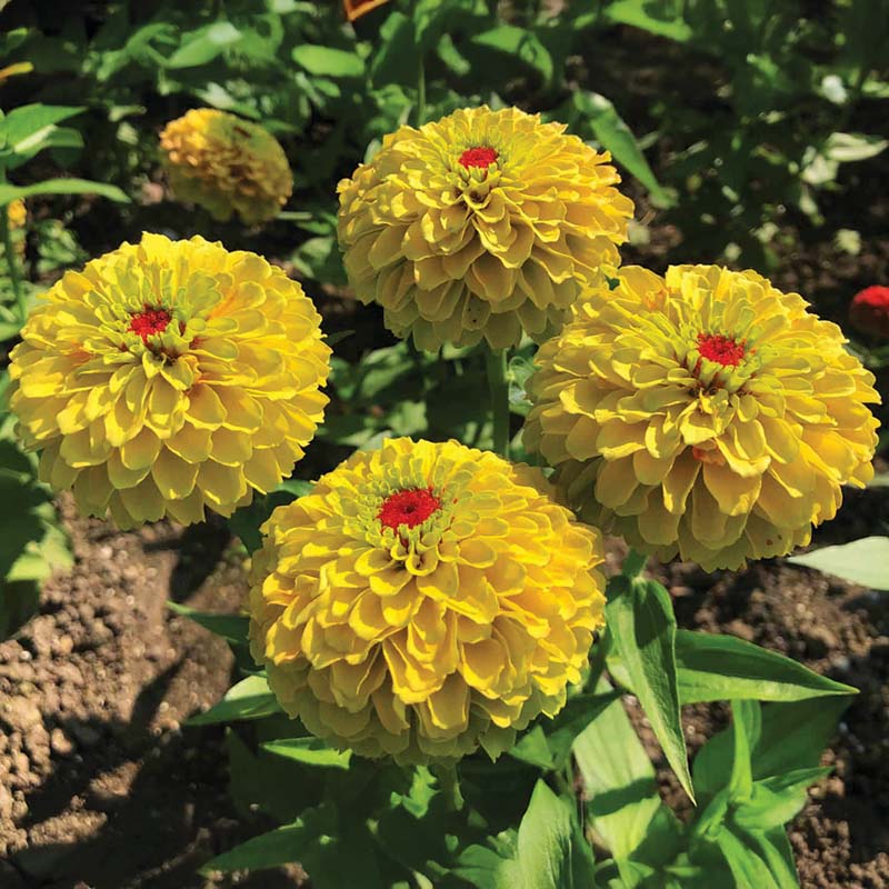 Zinnia Queeny Lemon Peach Seed