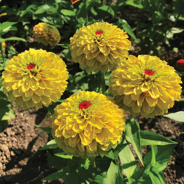 Zinnia Queeny Lemon Peach Seed