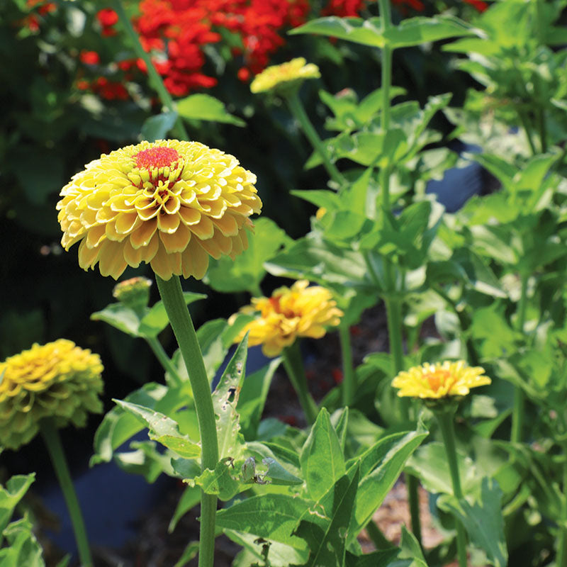 Zinnia Queeny Lemon Peach Seed