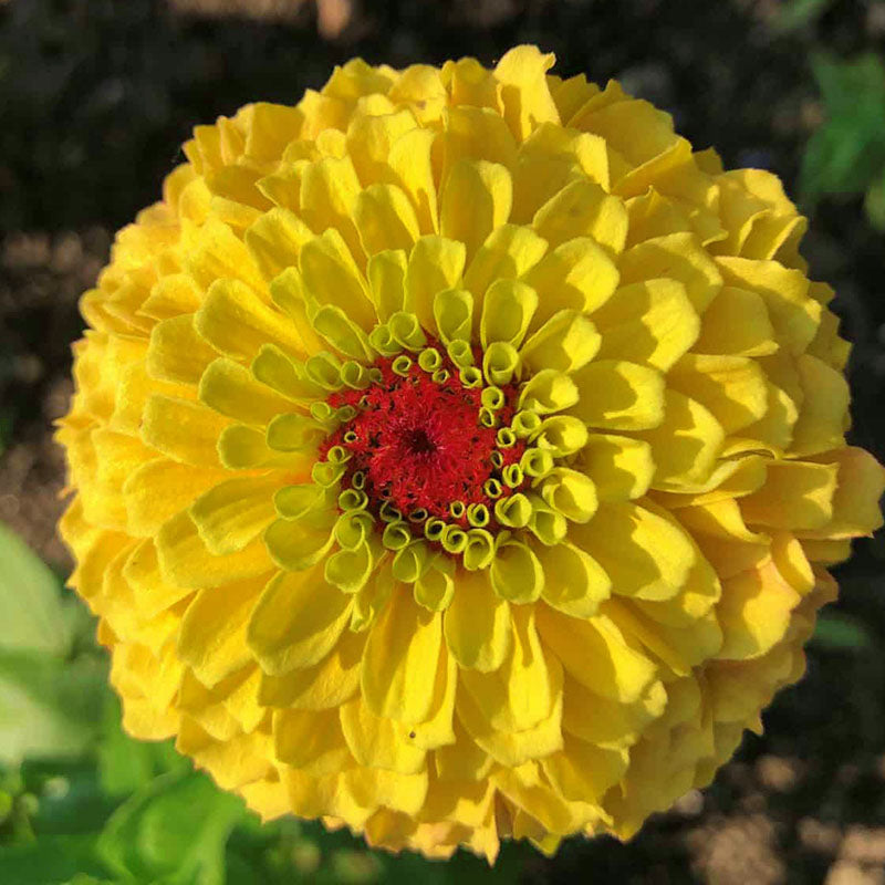 Zinnia Queeny Lemon Peach Seed