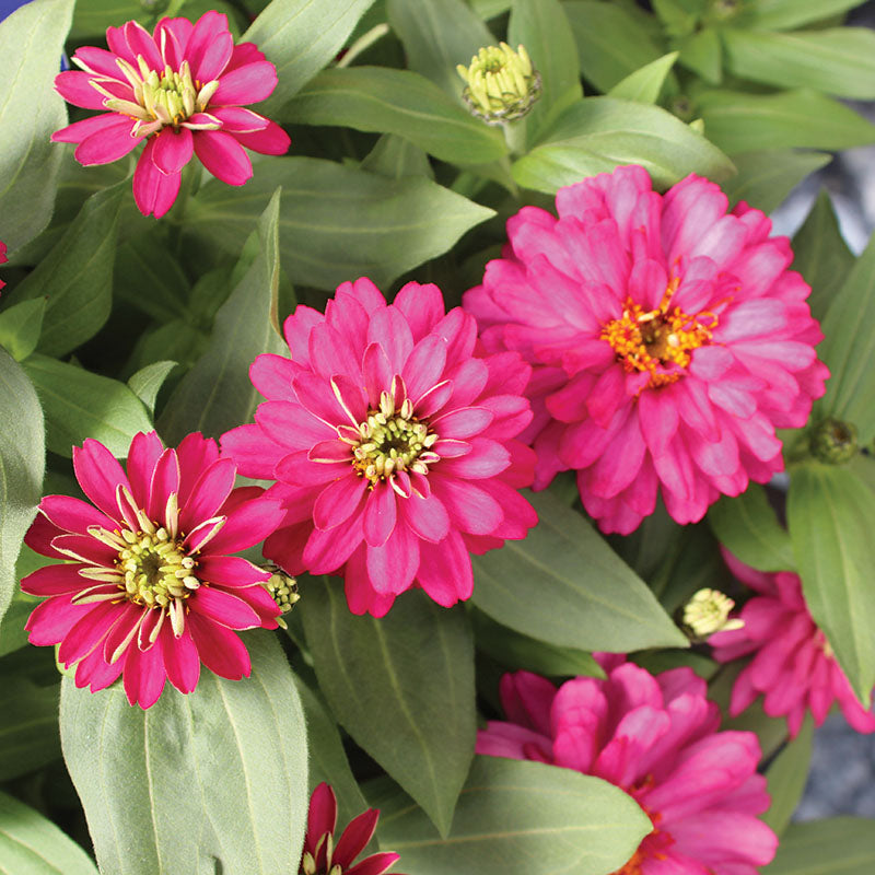 Zinnia Zydeco Cherry Seed