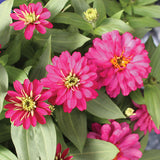 Zinnia Zydeco Cherry Seed
