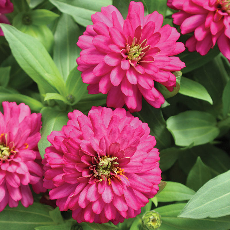 Zinnia Zydeco Cherry Seed