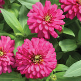 Zinnia Zydeco Cherry Seed