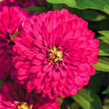 Zinnia Zydeco Cherry Seed