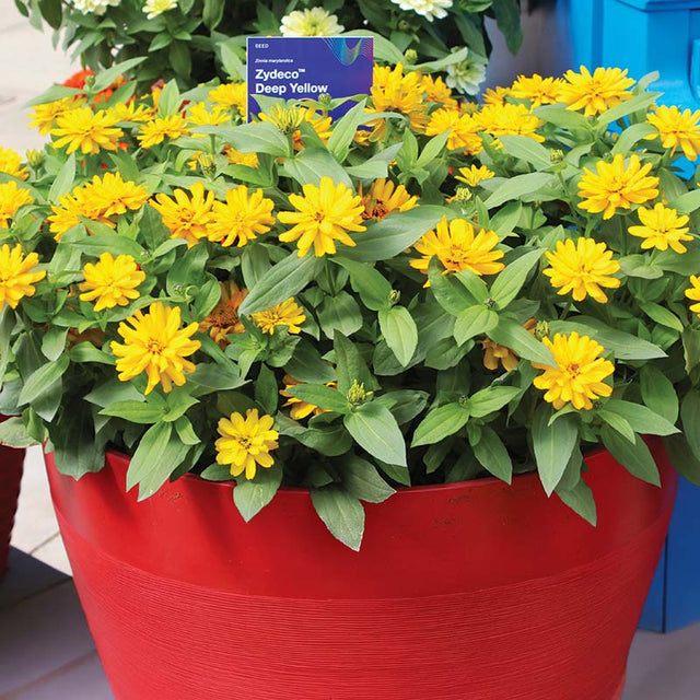 Zinnia Zydeco Deep Yellow Seed