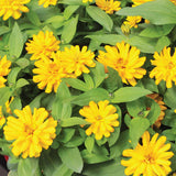 Zinnia Zydeco Deep Yellow Seed
