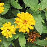 Zinnia Zydeco Deep Yellow Seed