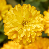 Zinnia Zydeco Deep Yellow Seed
