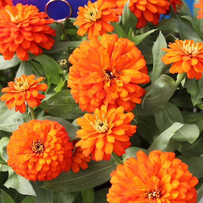 Zinnia Zydeco Fire Seed