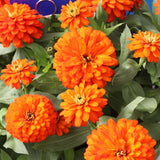 Zinnia Zydeco Fire Seed