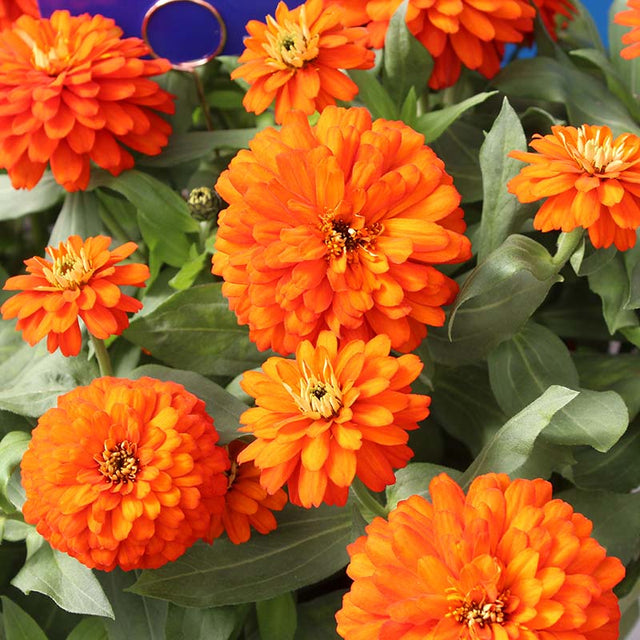 Zinnia Zydeco Fire Seed