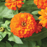 Zinnia Zydeco Fire Seed