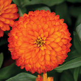 Zinnia Zydeco Fire Seed