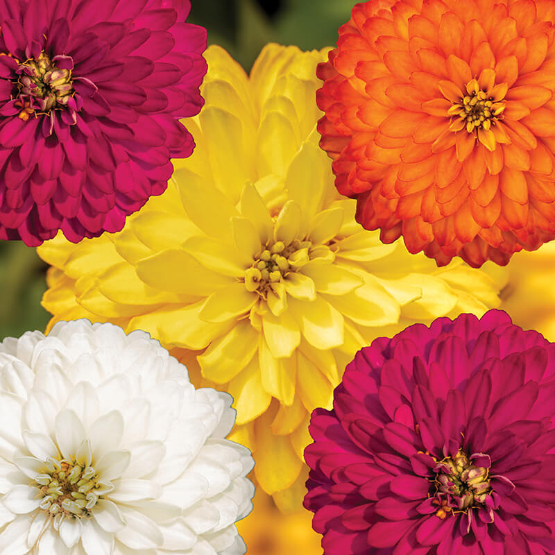 Zinnia Zydeco Mix Seed