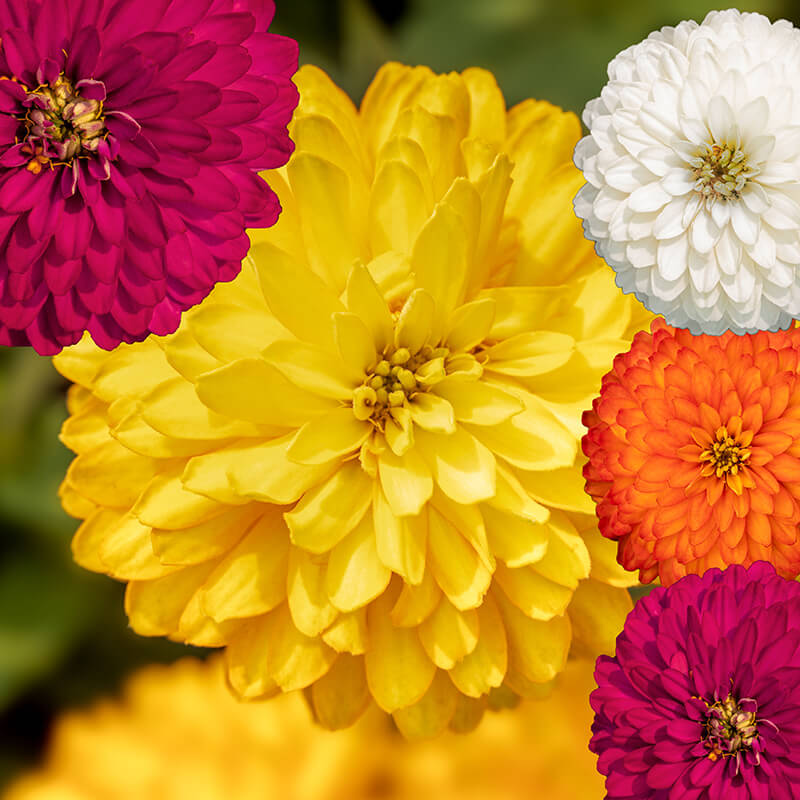 Zinnia Zydeco Mix Seed