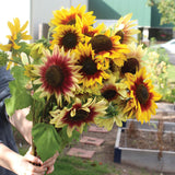 Sunflower Magic Roundabout Mix Seed