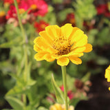 Zinnia Canary Bird Seed