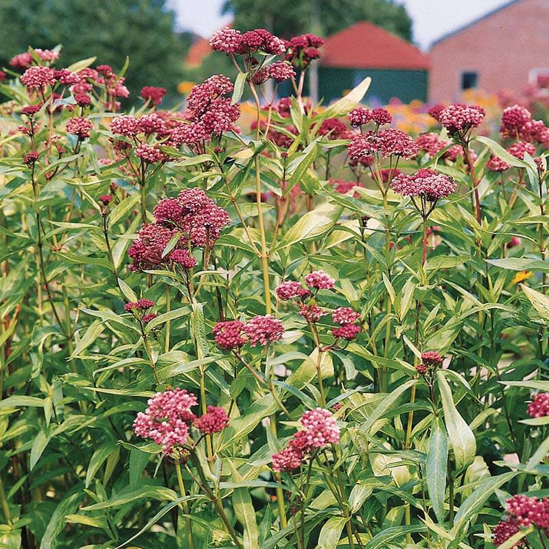 Asclepias Soulmate Seed