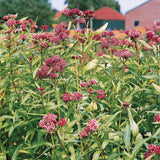 Asclepias Soulmate Seed