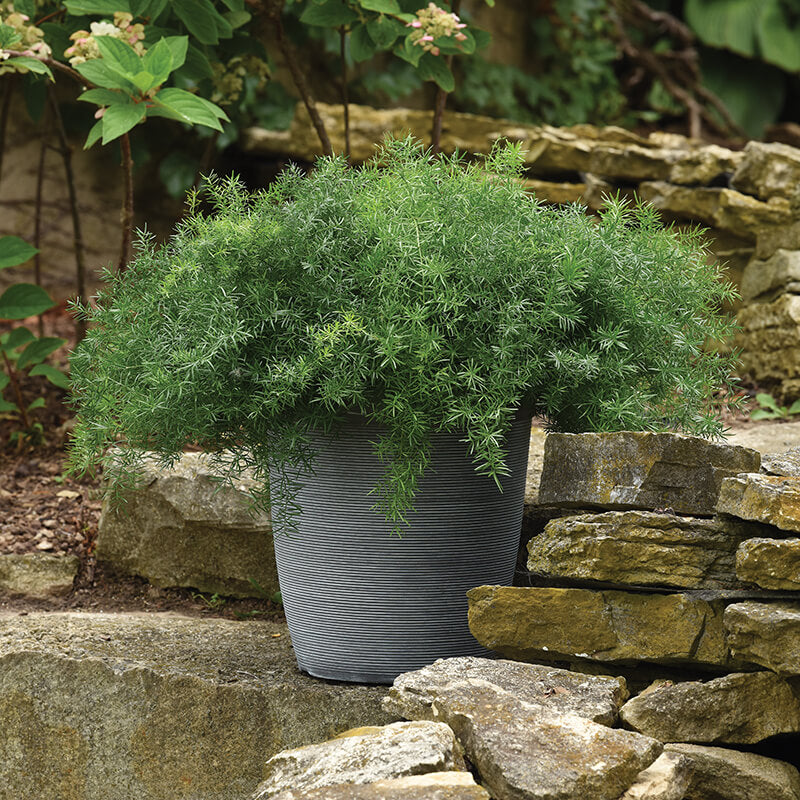 Asparagus Fern Fuzzyfern Frizz Seed