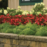 Asparagus Fern Fuzzyfern Frizz Seed
