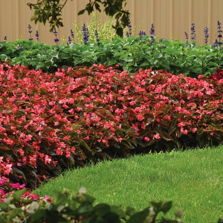 Begonia Dragon Wing Pink Bronze Leaf F1 Seed