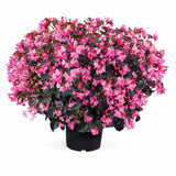 Begonia Stonehedge Rose Bronze Leaf F1 Seed