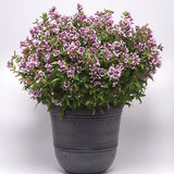 Cuphea Sweet Talk™ Lavender Splash F1 Seed