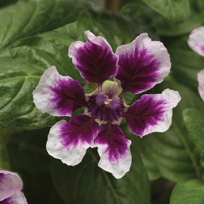 Cuphea Sweet Talk™ Lavender Splash F1 Seed
