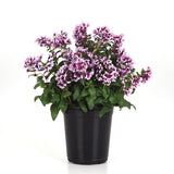 Cuphea Sweet Talk™ Lavender Splash F1 Seed
