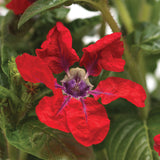 Cuphea Sweet Talk™ Red F1 Seed