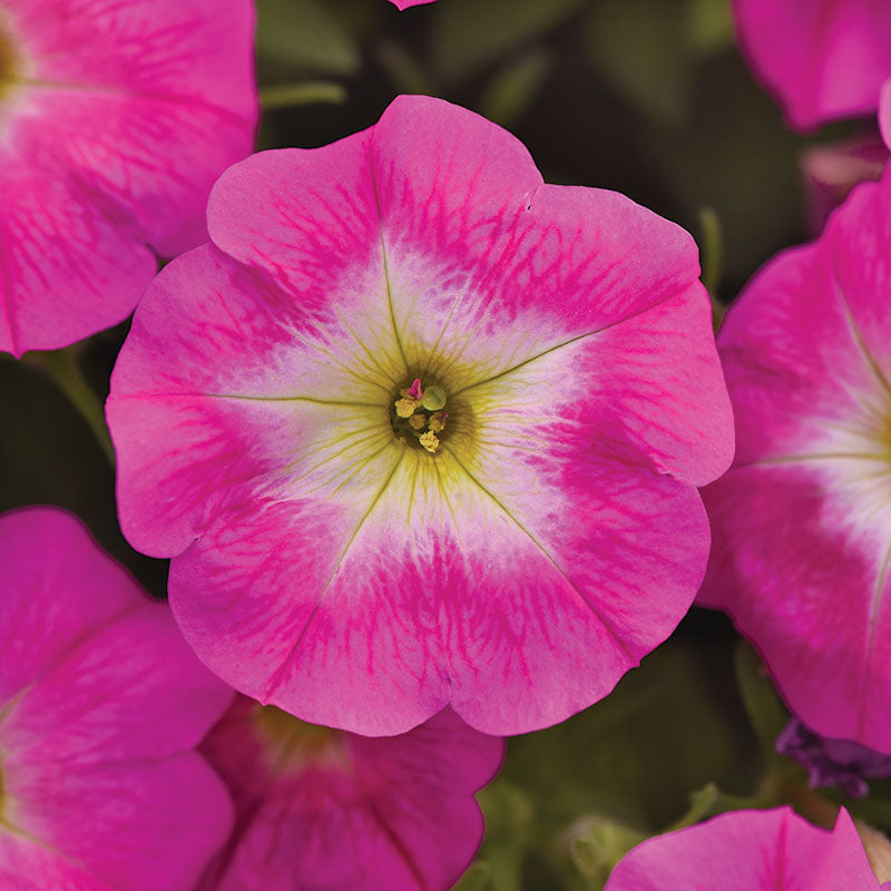 Petunia E3 Easy Wave Sweet Taffy Mix F1 Seed