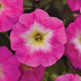 Petunia E3 Easy Wave Sweet Taffy Mix F1 Seed