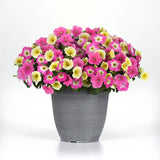 Petunia E3 Easy Wave Sweet Taffy Mix F1 Seed