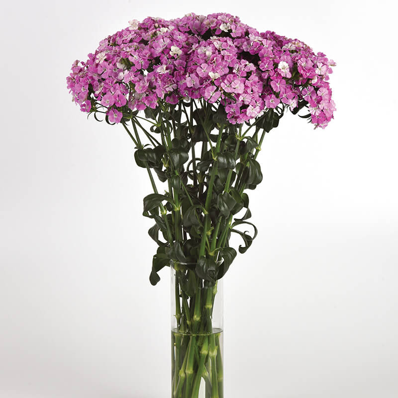 Dianthus Amazon Lavender Magic Seed