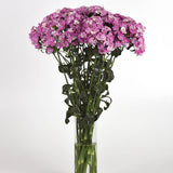 Dianthus Amazon Lavender Magic Seed