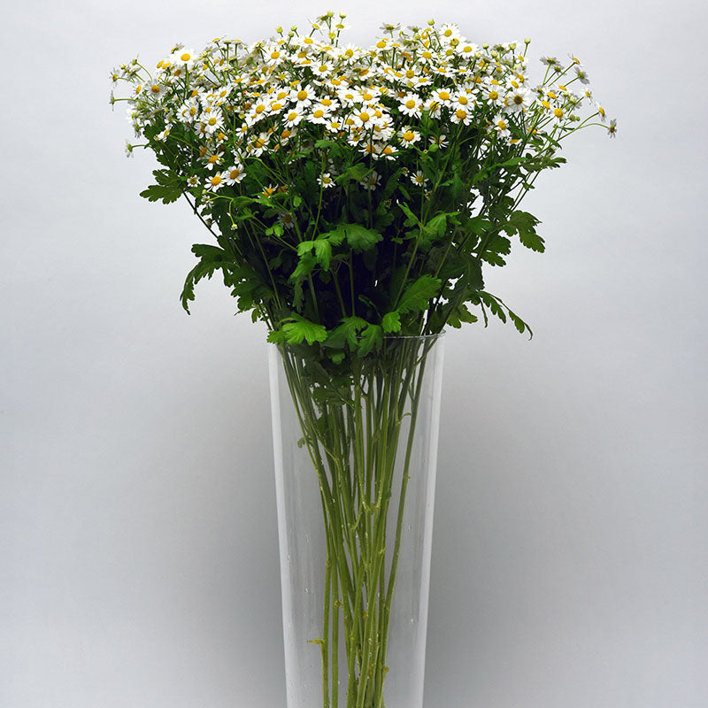 Matricaria Vegmo Single Seed