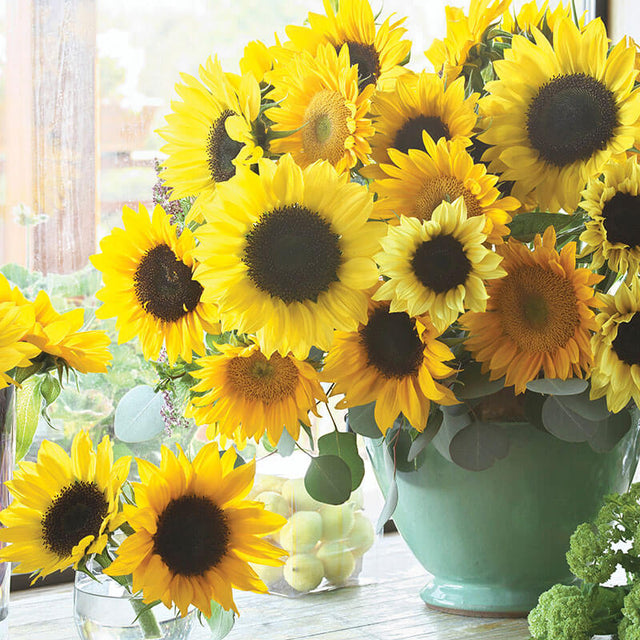 Sunflower Special Cut Flower Mix Seed