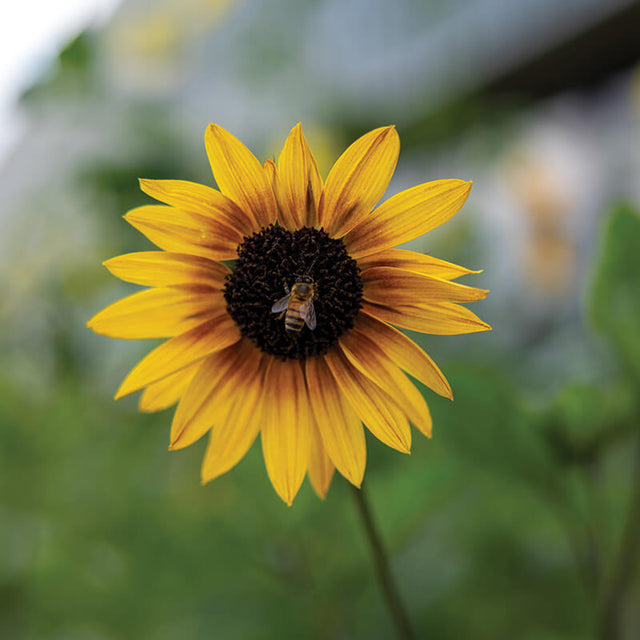 Sunflower Soluna Bronze Seed