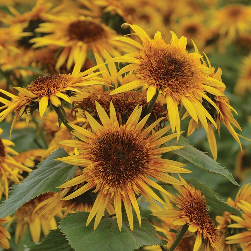 Sunflower Astra Yellow Brown Seed