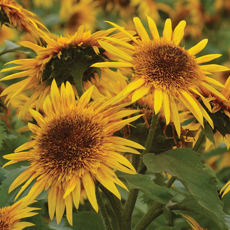 Sunflower Astra Yellow Brown Seed