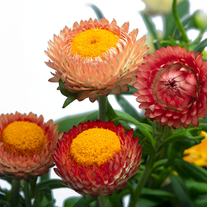 Strawflower King Size Salmon Seed