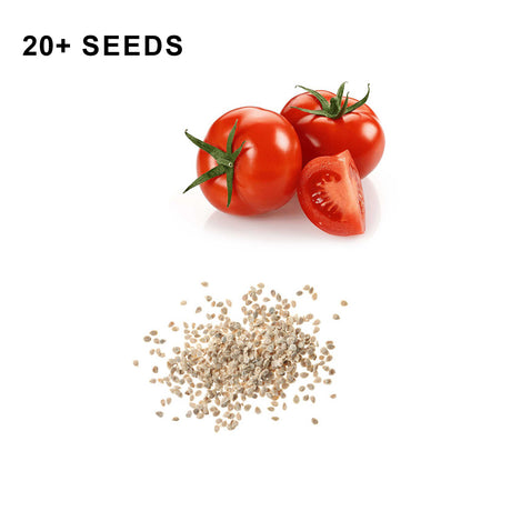 Marglobe Tomato Seeds Organic Non GMO Heirloom Fresh USA Grown Seeds Grow Your Own Tomatoes at Home