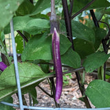 Eggplant Long Purple Seeds Rare NJ Grower USA Heirloom Organic