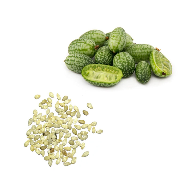 50 Cucamelon Seeds Mini Cucumber Mouse Melon Mexican Sour Gherkin Melothria Scabra